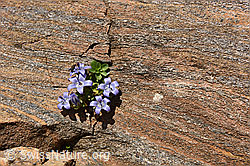 Photo: Glockenblume in Felsritze