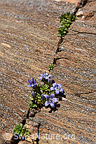 Photo: Blumen in Felsritze in Gletscherschliff