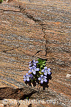 Photo: Glockenblume in Felsritze in Gletscherschliff