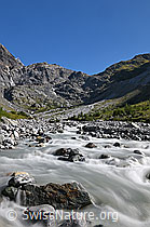 F141589: Junge Kander im Gasteretal