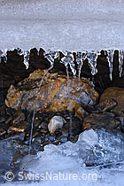 F142843: Kleine Eiszapfen