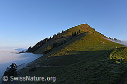 F142898: Gipfel des Buochserhorns von SE