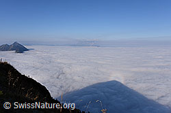 F142903: Blick vom Buochserhorn auf grosses Nebelmeer
