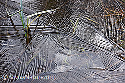 F142945: Dünne, interessant strukturierte Eisschicht auf Pfütze