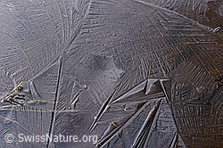 F142956: Formen auf Eisschicht