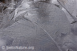 F142957: Formen auf dünner Eisschicht