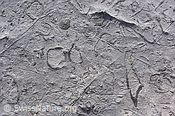 F143096: Rudisten im Schrattenkalk