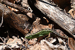 Foto: Zauneidechse (Lacerta agilis)