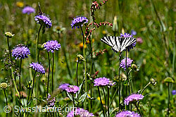Segelfalter in Blumenwiese (10.06.2017, F146169)