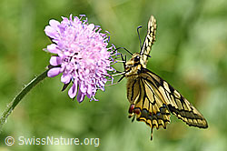 Schwalbenschwanz (Papilio machaon) an Feld-Witwenblume (Knautia arvensis) (F146187) Schwalbenschwanz (Papilio machaon) an Feld-Witwenblume (Knautia arvensis) (F146187)