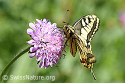 Schwalbenschwanz (Papilio machaon) (F146190) Schwalbenschwanz (Papilio machaon) (F146190)