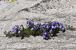 Photo: Glockenblumen auf Fels