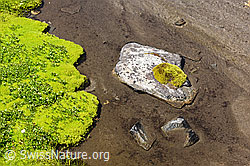 F147665: Moospolster