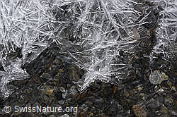 F149599: Grosse Eissterne über fliessendem Wasser