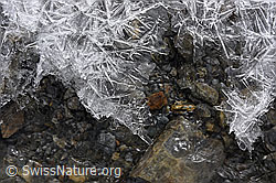 F149600: Eisgebild über fliessendem Wasser