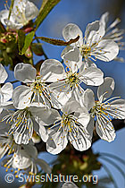 F151620: Frische Blüten des Kirschbaums