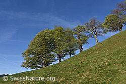 F151751: Baumreihe mit frischem Laub