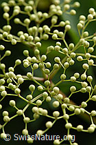 Schwarzer Holunder (Sambucus nigra) (F152164)