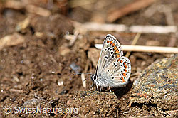 F153529: Schmetterling