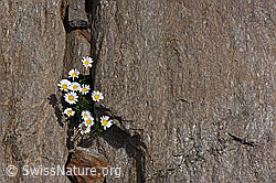 F154108: Gewöhnliche Alpenmargerite (Leucanthemopsis alpina) auf Kalkglimmerschiefer