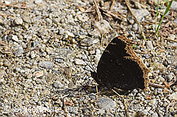 Trauermantel (Nymphalis antiopa) (F154878)