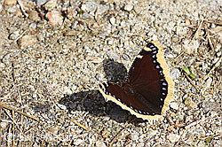 Trauermantel (Nymphalis antiopa) (F154885)