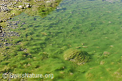 Giftgrüne Algen in Tümpel (09.2018, F155263) Giftgrüne Algen in Tümpel (09.2018, F155263)