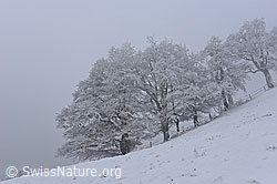 F156501: Frisch verschneite Buchen im Nebel