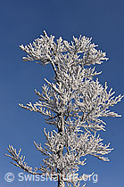 F156524: Mit Raureif verzierter Ast