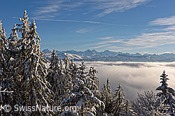 F156541: Tief verschneiten Tannen und Nebelmeer vor den Alpen