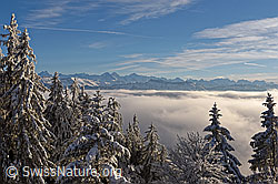F156542: Blick vorbei an tief verschneiten Tannen über Nebelmeer zu den Alpen