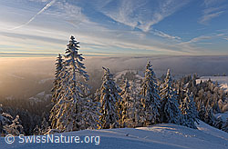 F156581: Abendstimmung mit tief verschneiten Tannen und Nebelmeer