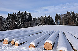 F158408: Leicht verschneite, zum Abtransport bereite Baumstämme