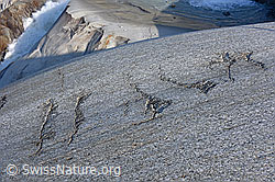 F158829: Sichelbrüche auf Gletscherschliff