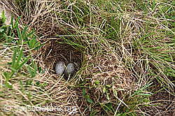 F158935: Nest eines Bodenbrüters