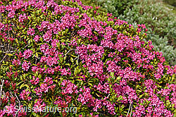 F158943: Blühende Alpenrosen