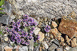 F159105: Alpen-Leinkraut (Linaria alpina)