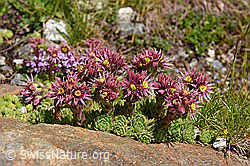 Photo: Berg-Hauswurz