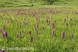 Photo: Orchideenwiese