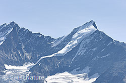 Foto: Dom, Täschhorn und oberer Teil des Kingletschers