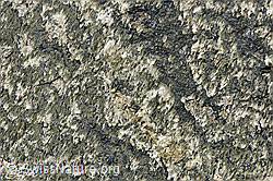 F159991: Struktur auf Felsplatte aus Aaregranit