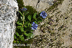 Alpen-Ehrenpreis (Veronica alpina) (F160184) Alpen-Ehrenpreis (Veronica alpina) (F160184)