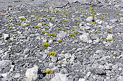 Foto: Bewimperter Steinbrech (Saxifraga aizoides) im Gletschervorfeld