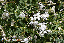 Photo: Kriechendes Gipskraut