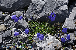 Photo: Niedliche Glockenblume (Campanula cochleariifolia)