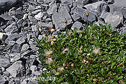 Foto: Verblühter Silberwurz (Dryas octopetala)