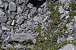 Foto: Stumpfblättrige Weide (Salix retusa)