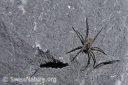 Photo: Wolfspinne Pardosa saturatior