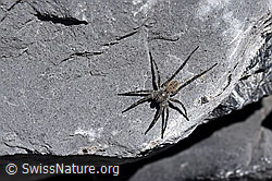 Photo: Wolfspinne Pardosa saturatior