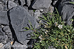 Photo: Kriechendes Gipskraut, Blüten